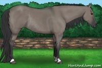 Horse Color:Grullo Rabicano 