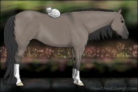 Horse Color:Grullo 