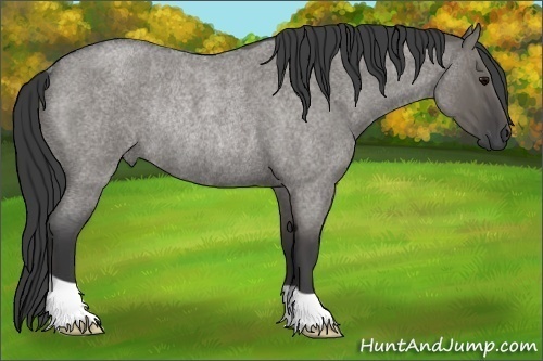 Horse Color: Unknown 