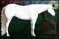 Horse Color:White Spotted Bay Dun Blanket Rabicano 