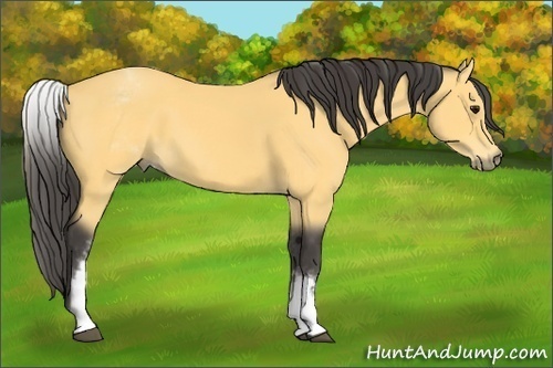 Horse Color: White Spotted Buckskin 