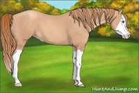 Horse Color:Gold Champagne Splash 