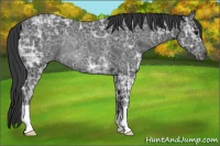 Horse Color:Black Ice Rabicano 
