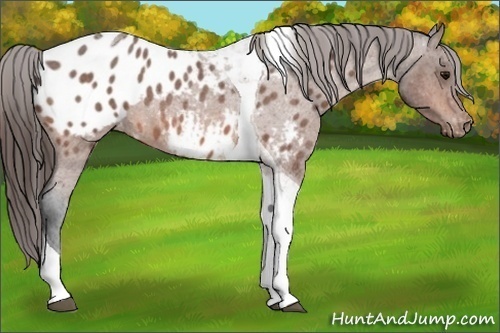 Horse Color:Bay Roan Tobiano Appaloosa 