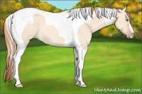 Horse Color:Gold Champagne Dun Tobiano