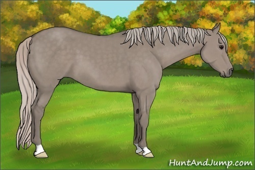 Horse Color: Silver Grullo 