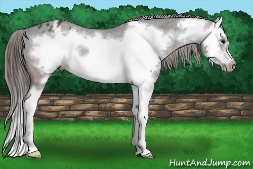 Horse Color: Brown Roan Splash Frame Blanket  Brindle