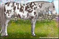 Horse Color:White Spotted Liver Chestnut Appaloosa 