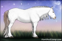 Horse Color:Bay Roan Appaloosa 