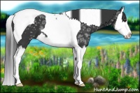 Horse Color:Black Ice Splash Tobiano 