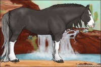 Horse Color:Smoky Black Splash 
