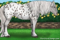 Horse Color:White Spotted Silver Black Appaloosa 