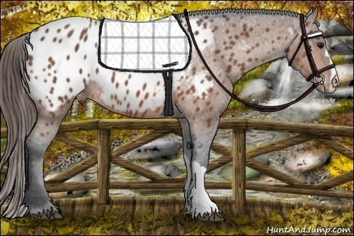 Horse Color: Bay Near Leopard 