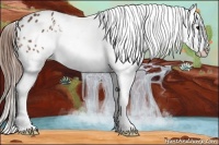 Horse Color:Bay Frame Appaloosa