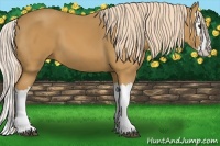 Horse Color:Palomino Splash