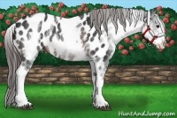 Horse Color:White Spotted Brown Appaloosa Rabicano 