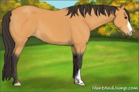 Horse Color:Buckskin 