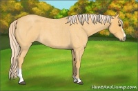 Horse Color:Palomino Roan Sabino 