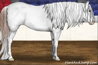 Horse Color:Chestnut Tobiano Blanket 
