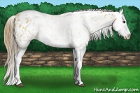 Horse Color:Buckskin Splash Leopard 
