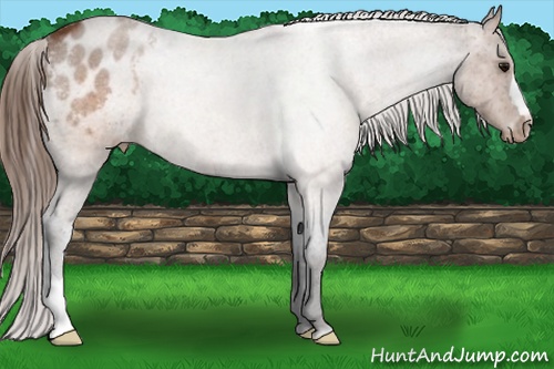 Horse Color: Buckskin Varnish 