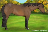Horse Color:Buckskin 