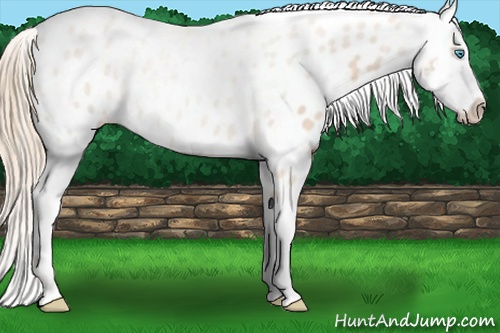 Horse Color: Perlino Blanket 