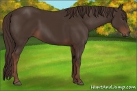 Horse Color:Liver Chestnut 