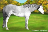 Horse Color:White Spotted Black Sabino Splash 