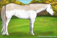 Horse Color:Grullo Pearl Splash 