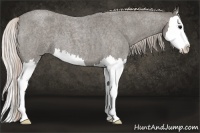Horse Color:Silver Blue Roan Splash 