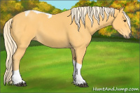 Horse Color:Palomino Tobiano 