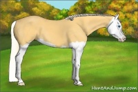 Horse Color:Palomino Splash 