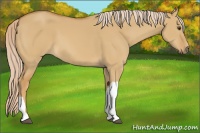 Horse Color:Palomino Dun 