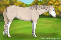 Horse Color:Perlino Splash