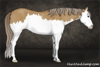 Horse Color:White Spotted Chocolate Palomino Dun Sabino Splash 