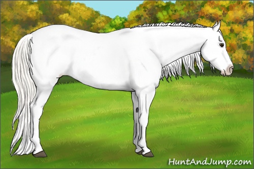Horse Color:White Spotted Silver Buckskin Tobiano Blanket 