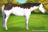 Horse Color:Bay Splash 