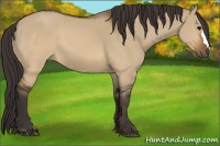 Horse Color:Buckskin Dun 