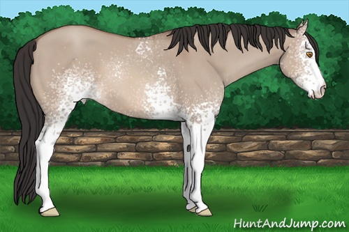 Horse Color: White Spotted Sable Champagne Dun Rabicano 