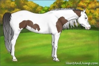 Horse Color:Bay Splash Tobiano 