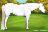 Horse Color:Chestnut Splash Appaloosa 