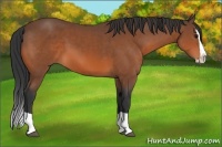 Horse Color:Bay Splash 