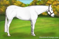 Horse Color:Gray White Spotted Chestnut Frame 