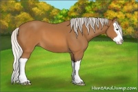 Horse Color:Silver Buckskin Splash
