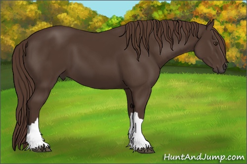 Horse Color: Liver Chestnut 
