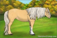 Horse Color:Palomino 