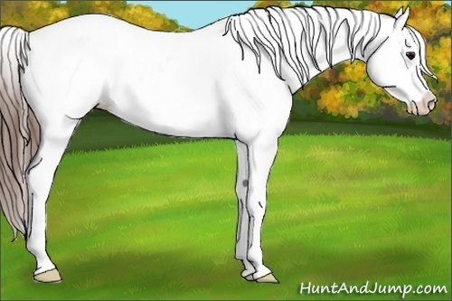 Horse Color:White Spotted Bay Splash Near Leopard 