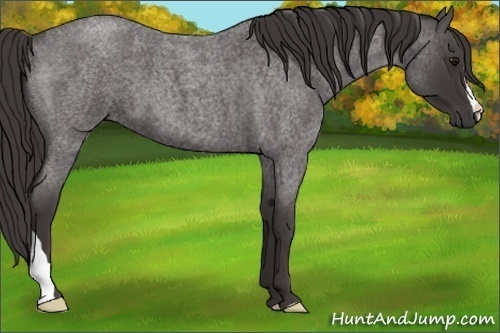 Horse Color:Smoky Blue Roan 