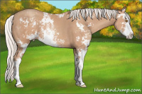 Horse Color:Silver Classic Champagne Sabino 